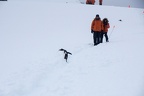 Penguin crossing