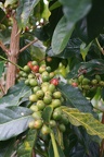 Kona coffee being grown at Greenwell Farm