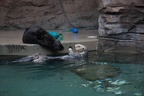 Adorable sea otters